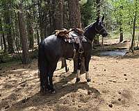 black-none-horse