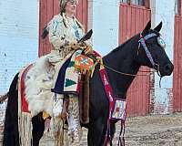 athletic-appaloosa-horse