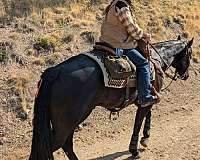 equitation-appaloosa-horse