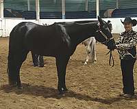 foundation-appaloosa-horse