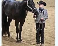 halter-appaloosa-horse