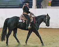 all-around-appaloosa-horse