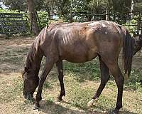 star-right-rear-blanket-on-rump-horse