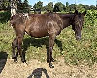 black-star-right-rear-blanket-on-rump-horse