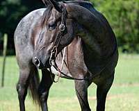 quarter-horse-for-sale
