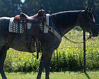 quarter-horse-gelding