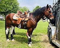 brown-paint-pony-for-sale