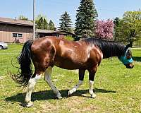 brown-paint-pony