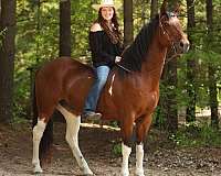 brown-sport-pony
