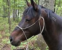 ridden-english-mustang-horse