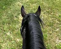 dressage-mustang-horse