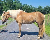 athletic-haflinger-horse
