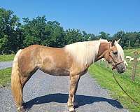 dressage-haflinger-horse