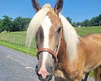 driving-haflinger-horse