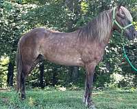12-hand-friesian-pony
