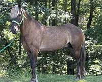 12-hand-friesian-gelding