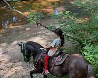 12-hand-gelding