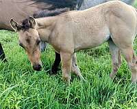 dun-white-pattern-on-himd-horse