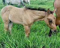 white-pattern-on-himd-horse