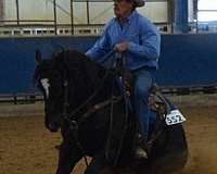athletic-quarter-horse