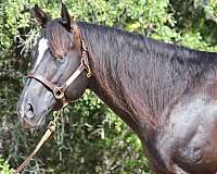 breeding-quarter-horse