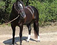 foundation-quarter-horse