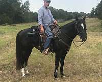 performance-quarter-horse