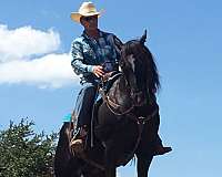 natural-gait-quarter-horse