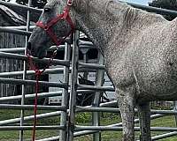 tennessee-walking-stallion
