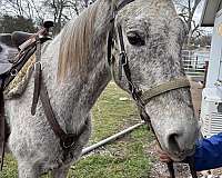 tennessee-walking-horse-for-sale