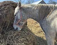 tennessee-walking-horse
