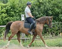 morgan-mare