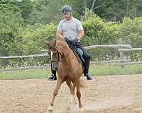 morgan-horse-for-sale
