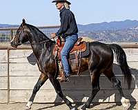 and-temperament-national-show-horse