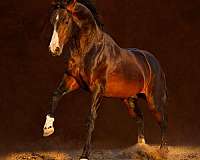 available-national-show-horse