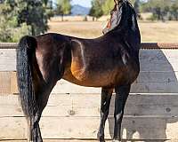 bloodlines-national-show-horse