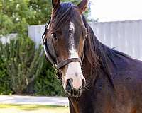 calm-national-show-horse