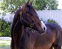 apollo-national-show-horse