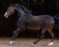 boy-national-show-horse