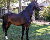 conformation-national-show-horse