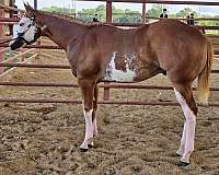 sorrel-overo-n-horse
