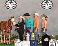 all-around-paint-horse