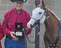 athletic-paint-horse