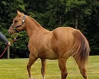dun-red-dun-flashy-halter-horse