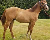 all-around-quarter-horse