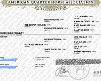 athletic-quarter-horse