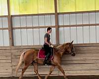 all-around-quarter-horse
