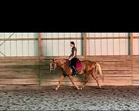 english-pleasure-quarter-horse