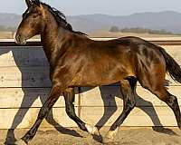 3-white-socks-a-small-star-pick-strip-on-his-nose-horse