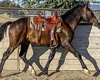 bay-3-white-socks-a-small-star-pick-strip-on-his-nose-horse